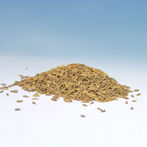 Cumin seeds