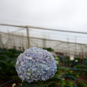 Hydrangea - Blue