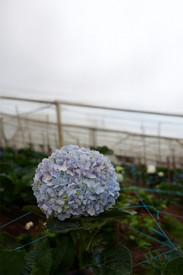 Hydrangea - Blue