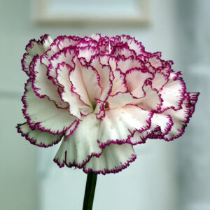 Carnation - Double
