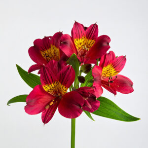 Alstroemeria - Maroon
