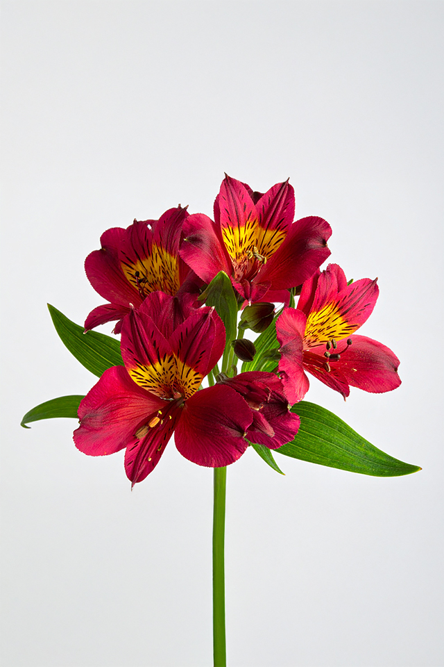 Alstroemeria - Maroon