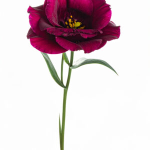 Eustoma - Maroon
