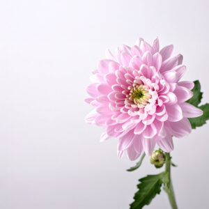 Chrysanthemum - Pink