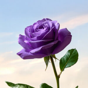 Rose - Purple Avalanche