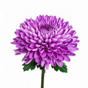 Chrysanthemum - Purple