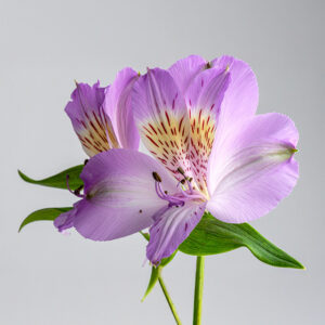 Alstroemeria - Purple