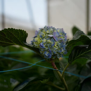Hydrangea - Purple