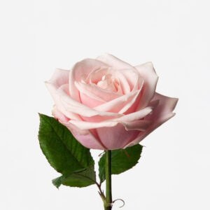 Rose - Sweet Avalanche