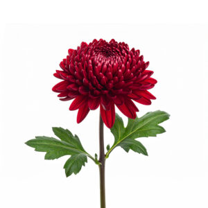 Chrysanthemum - Tiger Red