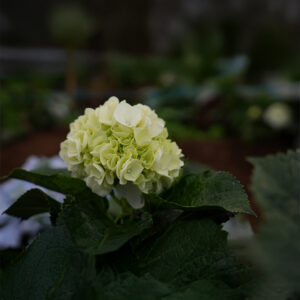 Hydrangea - White