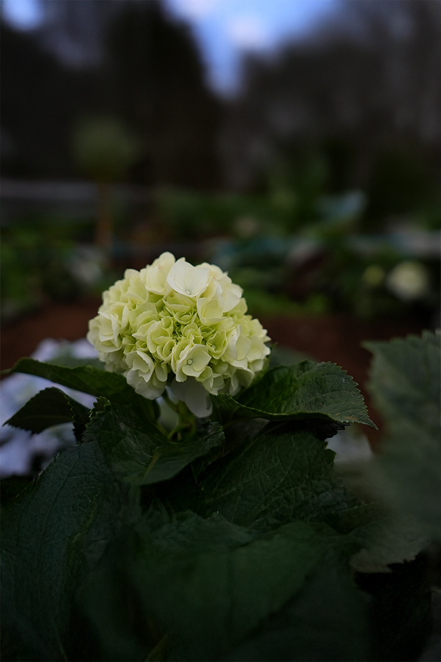 Hydrangea - White