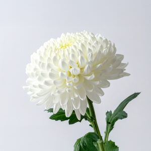 Chrysanthemum-White
