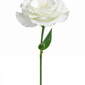 Eustoma - White