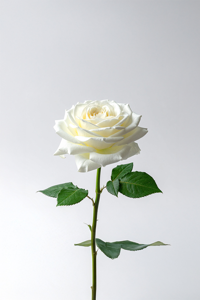 Rose - White
