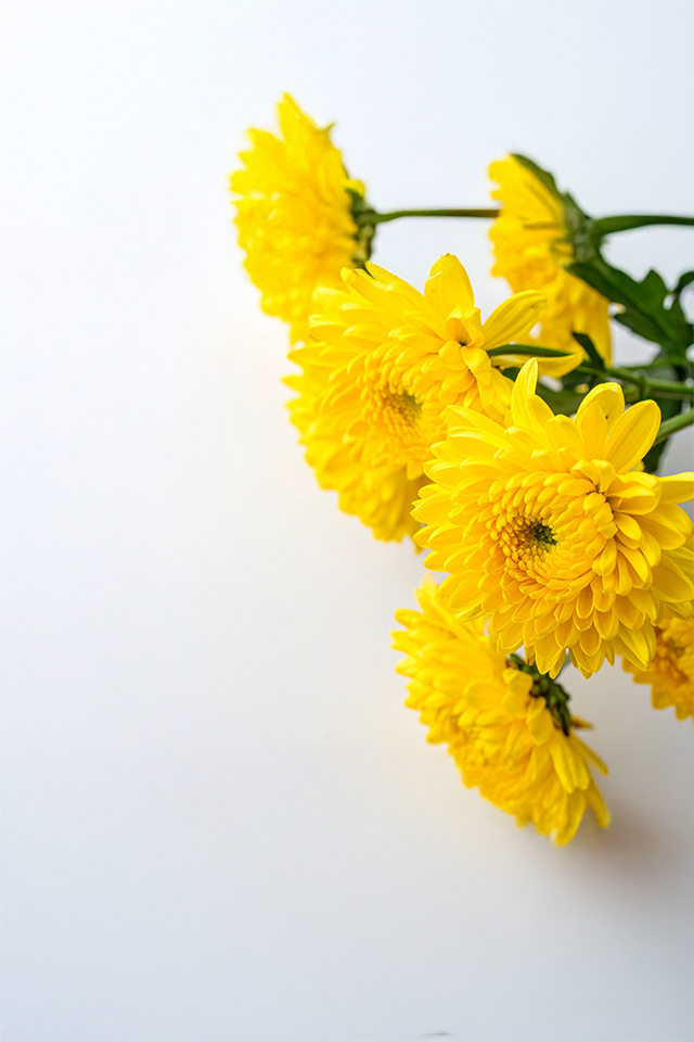 Chrysanthemum - Yellow