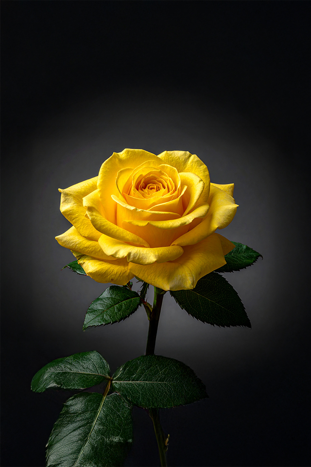 Rose - Yellow
