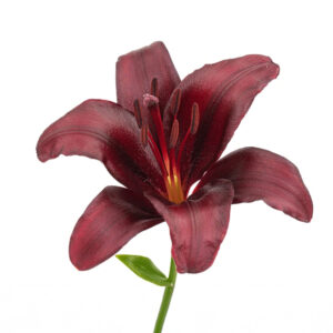 Liliums Red - Asiatic