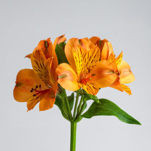 Alstroemeria - Orange