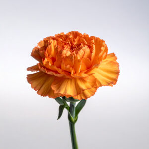 Carnation - Orange