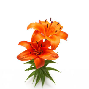 Liliums Orange - Asiatic