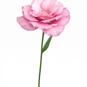 Eustoma - Pink