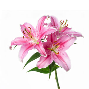 Liliums Pink - Asiatic