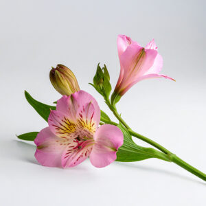 Alstroemeria - Pink