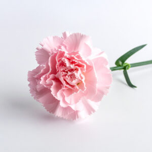 Carnation - Pink