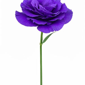 Eustoma - Purple