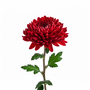 Chrysanthemum - Red