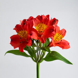 Alstroemeria - Red