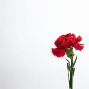 Carnation - Red