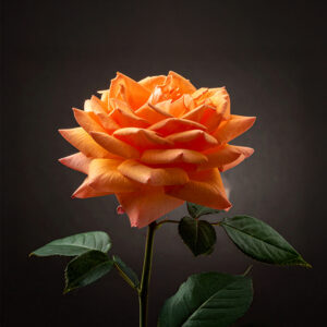 Rose - Rock Star Orange