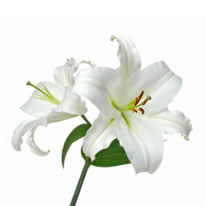 Liliums White -Asiatic