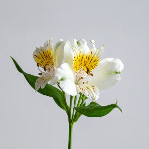 Alstroemeria - White