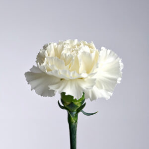 Carnation - White