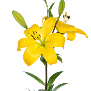 Liliums Yellow - Asiatic