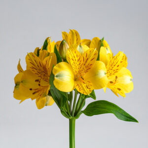 Alstroemeria - Yellow